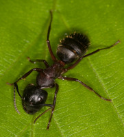 Camponotus_ligniperda-herculeanus_20190530_03.jpg