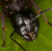 Camponotus_ligniperda-herculeanus_20190530_04.jpg