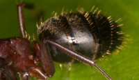 Camponotus_ligniperda-herculeanus_20190530_06_Ausschnitt.jpg