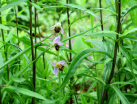 Ophrys2_1840.jpg