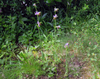 Ophrys3_1843.jpg