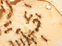 Neue Manica Gyne.JPG (1.55 MiB) 143318-mal betrachtet Neue Manica Gyne.JPG