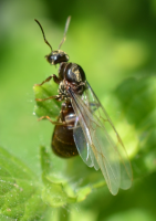 Lasius_sp_Sf1.png