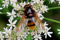 Horn-Syrphide_1891.jpg