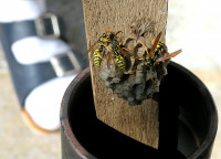 Polistes2_84.jpg (730.21 KiB) 184988-mal betrachtet Polistes2_84.jpg