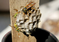 Polistes3_85.jpg (875.73 KiB) 184988-mal betrachtet Polistes3_85.jpg