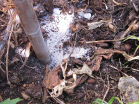 Oryttus concinnus altes Nest zugescharrt.JPG (587.53 KiB) 205598-mal betrachtet Oryttus concinnus altes Nest zugescharrt.JPG