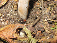 Oryttus concinnus beim alten Nesteingang.JPG (1.11 MiB) 205598-mal betrachtet Oryttus concinnus beim alten Nesteingang.JPG