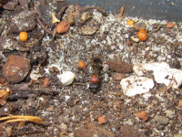 Oryttus concinnus Nesteingang zugescharrt.JPG (875.06 KiB) 205598-mal betrachtet Oryttus concinnus Nesteingang zugescharrt.JPG