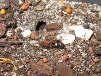 Oryttus concinnus vor geöffnetem Nesteingang.JPG (1.02 MiB) 205598-mal betrachtet Oryttus concinnus vor geöffnetem Nesteingang.JPG