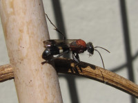 Oryttus concinnus putzt sich.JPG (551.63 KiB) 181379-mal betrachtet Oryttus concinnus putzt sich.JPG