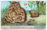 Liebig06a.jpg (459.82 KiB) 21559-mal betrachtet Liebig06a.jpg