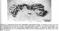 Bild-7-FlMusk-S.-39-211.jpg (457.28 KiB) 103622-mal betrachtet Bild-7-FlMusk-S.-39-211.jpg