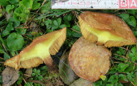 5-Suillus3Schnitt_2138.jpg