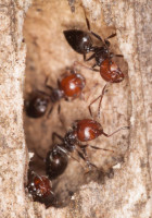 Crematogaster_sp_20190625_08.jpg