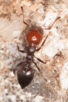 Crematogaster_sp_20190625_04.jpg