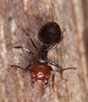 Crematogaster_sp_20190625_06.jpg