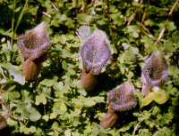 2-Aristolochia-cretica.jpg