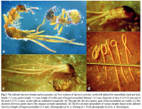 Mermithids-Myrmica-2019.jpg