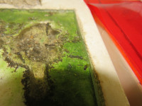 Odontomachus Nest Plexi.JPG