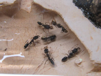 Odontomachus abgelegtes Männchen.JPG