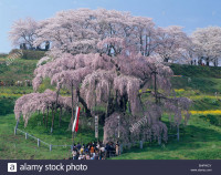 takizakura-miharu-fukushima-japan-bhpwcy.jpg