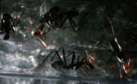 Leptomyrmex-52.jpg