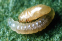 3-MiteMimickingAntLarva-e14.jpg