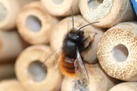 Osmia cornuta Männchen 2020.JPG