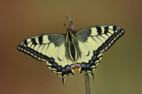 machaon-12.png