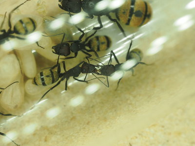 Trophallaxis.JPG