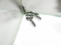 Ectomo1.JPG (299.23 KiB) 115757-mal betrachtet Ectomo1.JPG