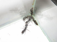 Ectomo3.JPG (694.98 KiB) 115757-mal betrachtet Ectomo3.JPG