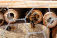 DSC05557.JPG (440.25 KiB) 18272-mal betrachtet DSC05557.JPG