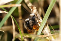 DSC05554.JPG (338.61 KiB) 18272-mal betrachtet DSC05554.JPG