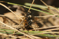 DSC05567.JPG (331.99 KiB) 18272-mal betrachtet DSC05567.JPG