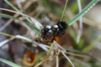 DSC05542.JPG (312.46 KiB) 18272-mal betrachtet DSC05542.JPG