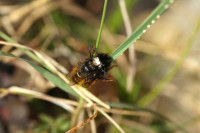 DSC05546.JPG (285.55 KiB) 18272-mal betrachtet DSC05546.JPG