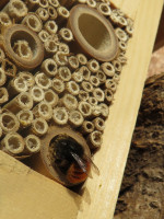 Osmia cornuta an 14mm Öffnung.JPG