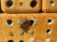 Osmia cf cornuta abgekämpftes Männchen.JPG