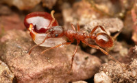 Myrmica-mit-Same-und-Elaios.jpg