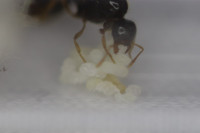 20200429 Solenopsis fugax Puppen2.JPG