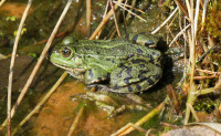 Rana,-Garten_20-03-19.jpg