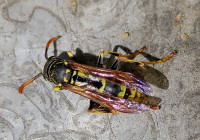 Polistes_2872.jpg