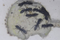 20200516 Ectomomyrmex Eier.JPG