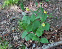 Cypripedium-927.jpg