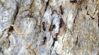 Crematogaster scutellaris 1.jpg