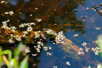 _MG_6180_Pelophylax sp_Grünfrosch.JPG