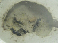 20200628 Ectomomyrmex .JPG