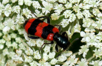 Trichodes-ap.3108.jpg